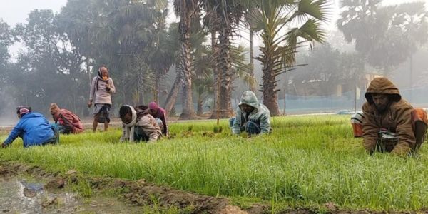 কাপাসিয়ায় বোরো ধানের চারা রোপণে ব্যস্ত চাষি
